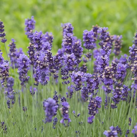 Garni Lavendelhof 3*