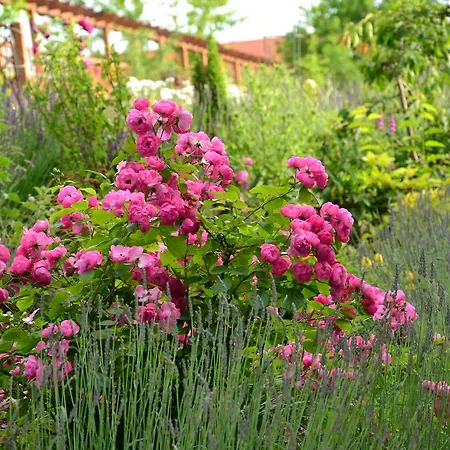 Garni Lavendelhof 3*