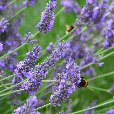 Garni Lavendelhof 3*