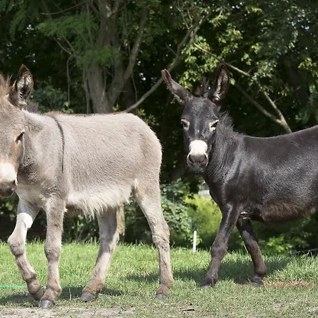 Garni Lavendelhof 3* Nauen