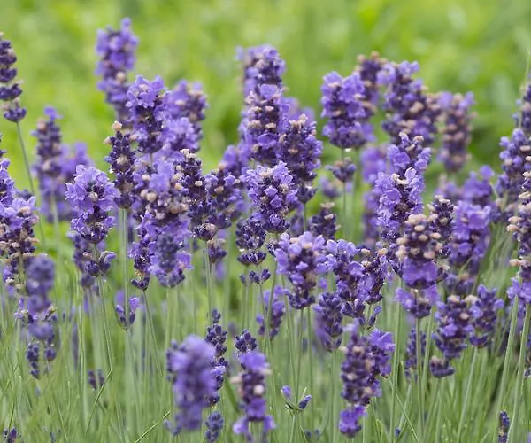 Garni Lavendelhof 3*