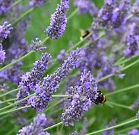 Garni Lavendelhof فندق 3*