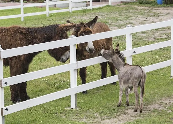 Garni Lavendelhof 3* ناون